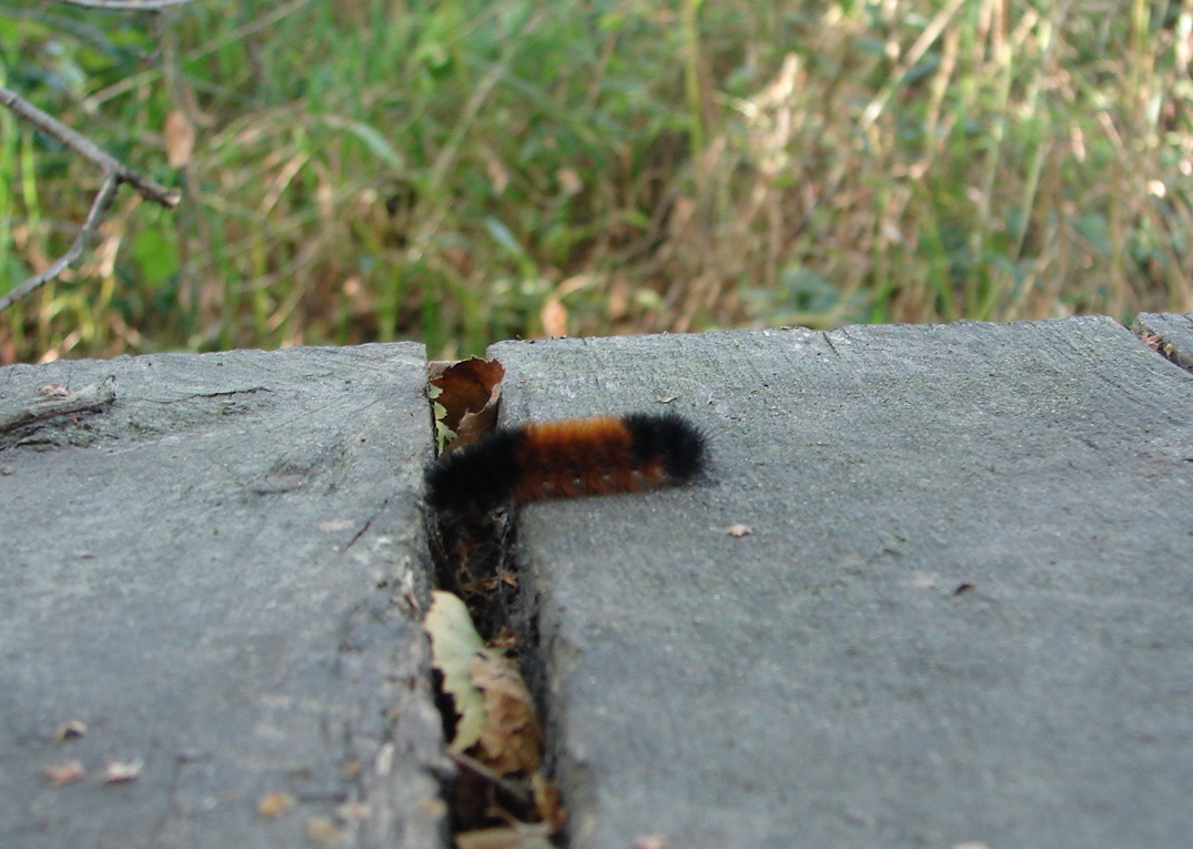 Woolly bear caterpillar