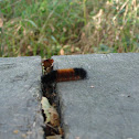 Woolly bear caterpillar