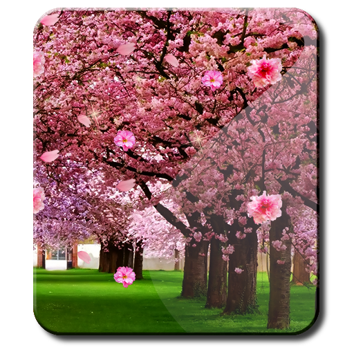 Amateur Garden Sakura HD 個人化 App LOGO-APP開箱王