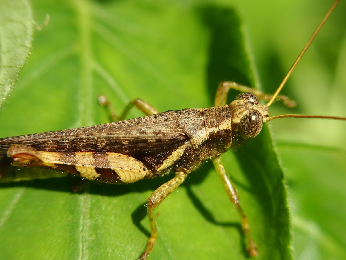 Xenocatantops grasshopper