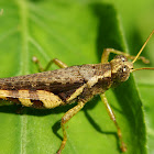 Xenocatantops grasshopper