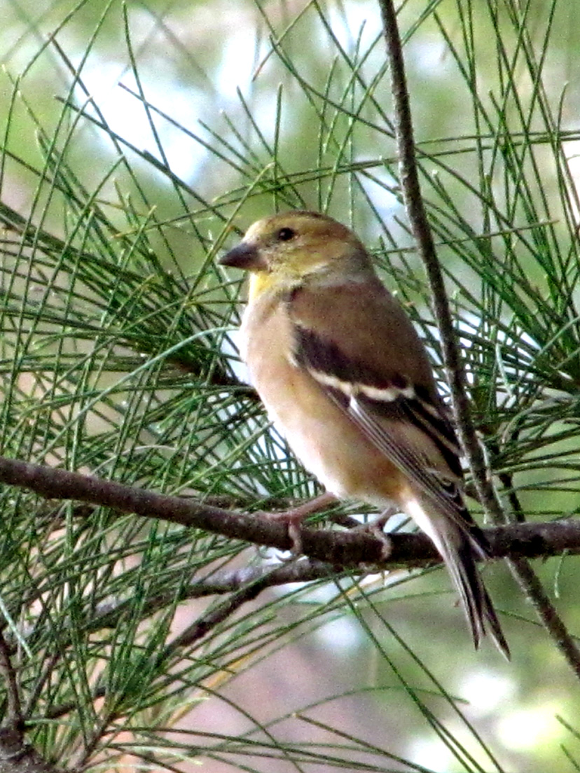 American Goldfinch (nonbreeding)