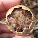 Gall Wasp nest