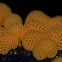 Orange Pore Fungi