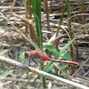 White-faced Meadowhawk (Male)