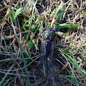 Scissor Grinder Cicada