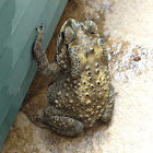 Asian common toad, black-spectacled toad