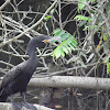 Neo tropic cormorant