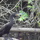 Neo tropic cormorant