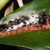 Shag-carpet Caterpillar
