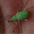Green Broad-nosed Weevil
