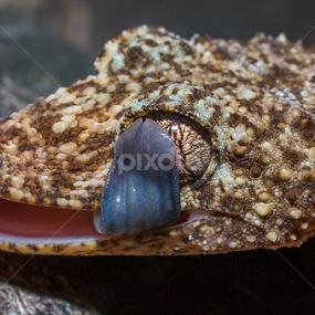 Gecko by Michael Duncan - Animals Reptiles