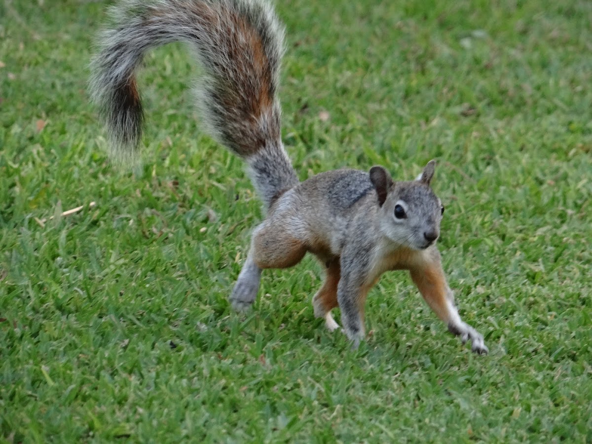 Mexican gray squirrel