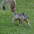 Mexican gray squirrel