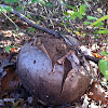 Puff ball fungus