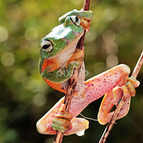 by Hernawan Safari - Animals Amphibians