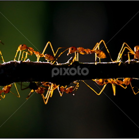 A Busy Evening.. by Suhaas Premkumar - Animals Insects & Spiders