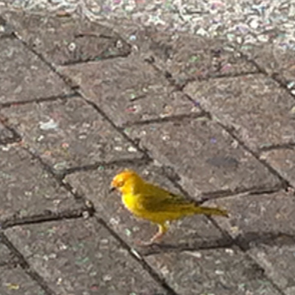 Saffron finch