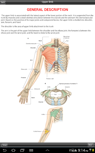 Gray's Upper and Lower Limb