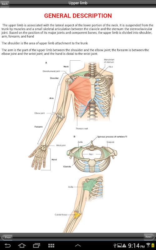 Android application Grays Upper and Lower Limb screenshort