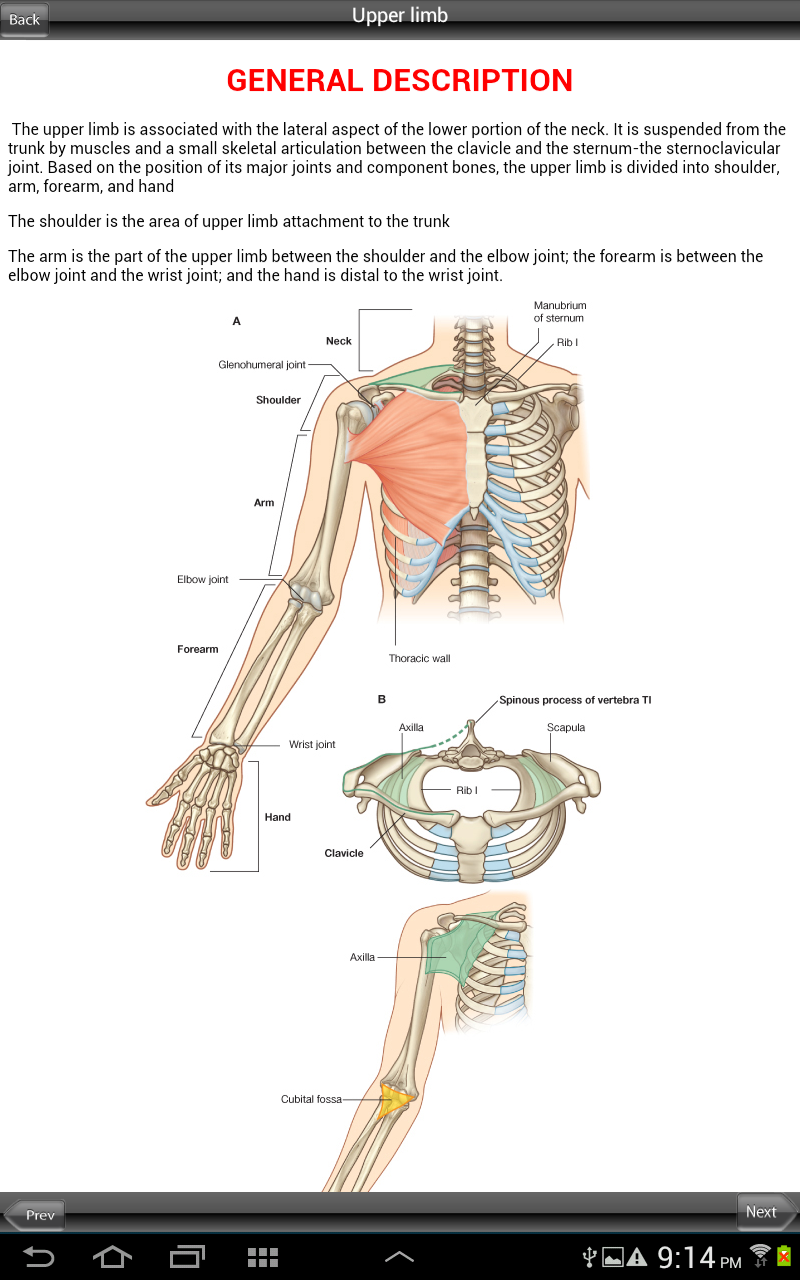 Grays Upper and Lower Limb Screen 1