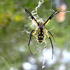 Argiope - Black & Yellow Garden Spider