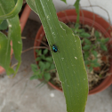 blue leaf beetle