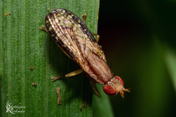 Marsh Fly | Project Noah