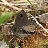 Large wall brown butterfly