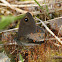 Large wall brown butterfly