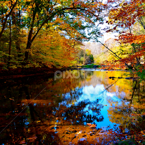 Painter's Delight by Carl Testo - Landscapes Forests