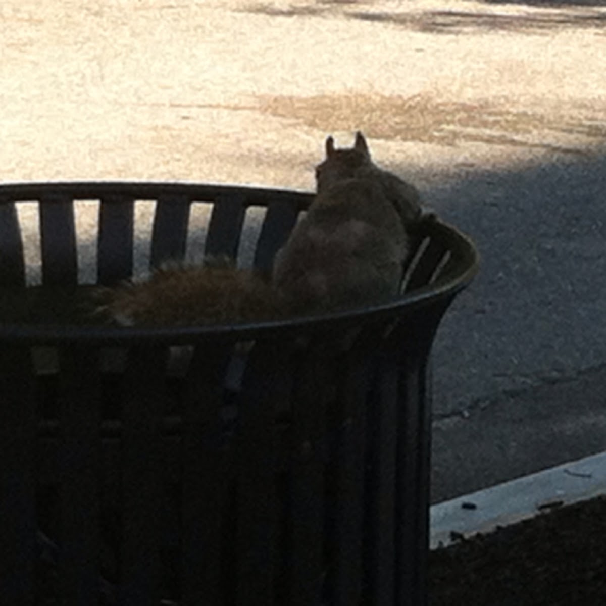 Eastern Gray Squirrel