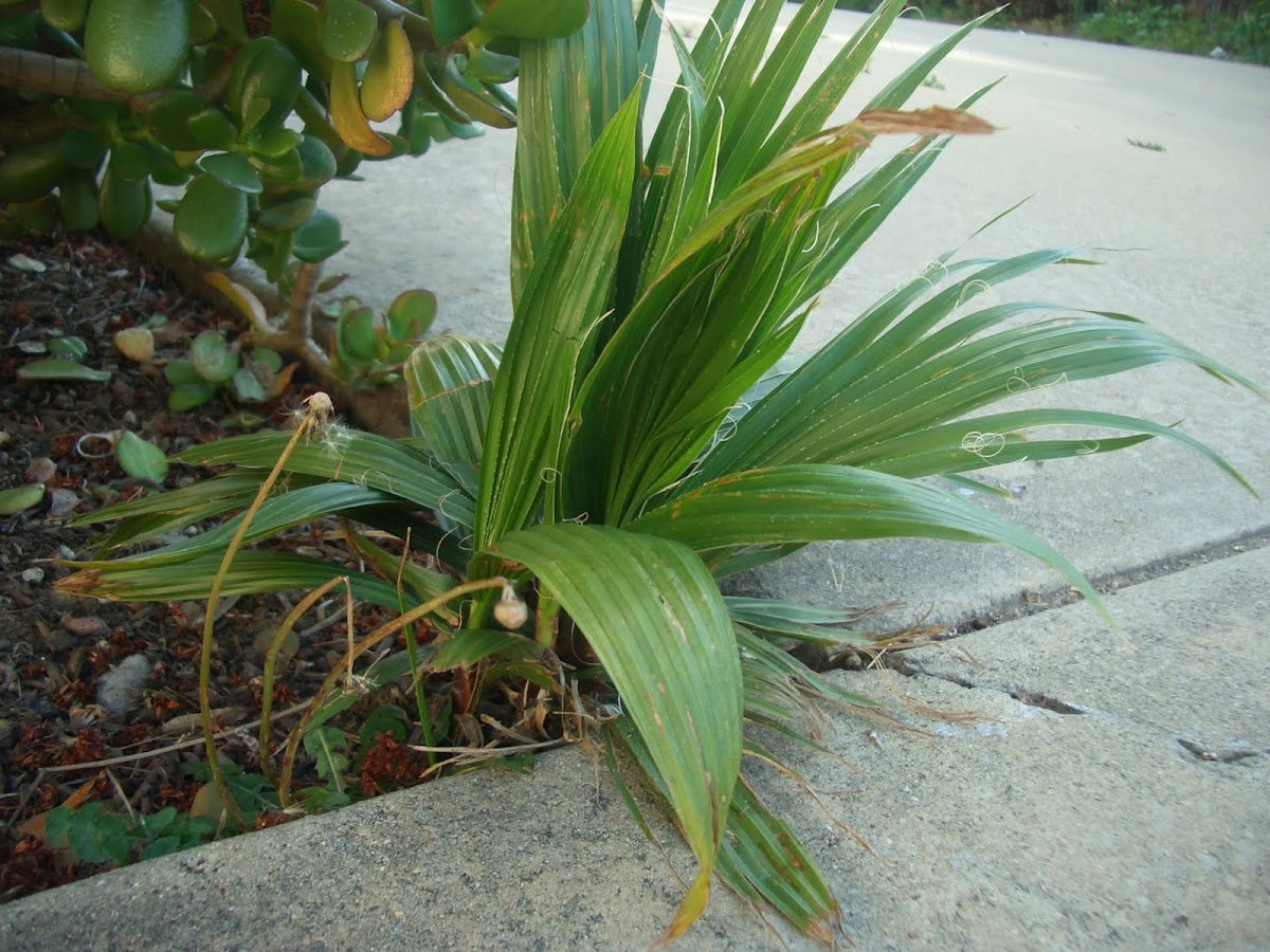 Palm Tree 'sapling'