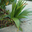 Palm Tree 'sapling'