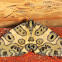 Leopard Moth