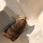 Lesser broad-bordered Yellow Underwing