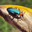 prionocerid beetle (female)