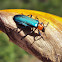 prionocerid beetle (female)