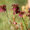 Mountain Sweet Pitcher Plant