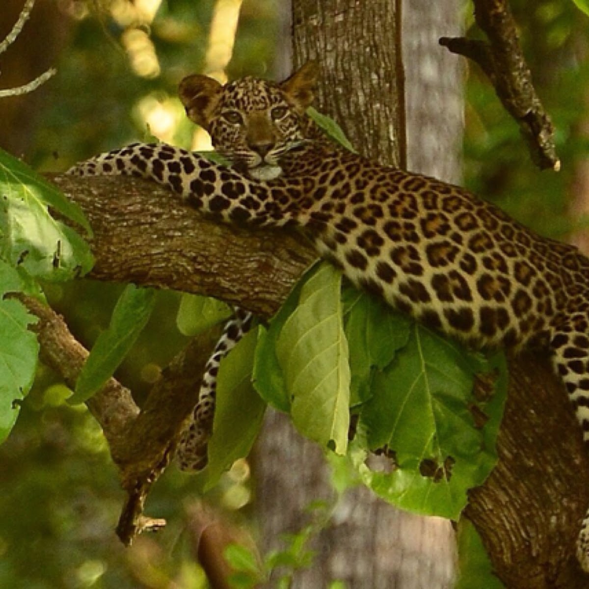 The Indian  Leopard cub