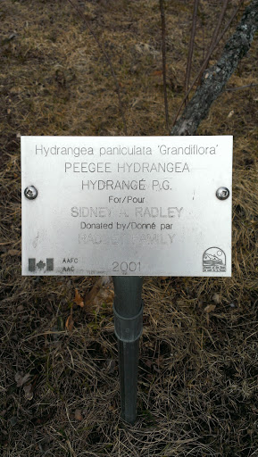 Peegee Hydrangea