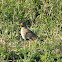 African wattled lapwing