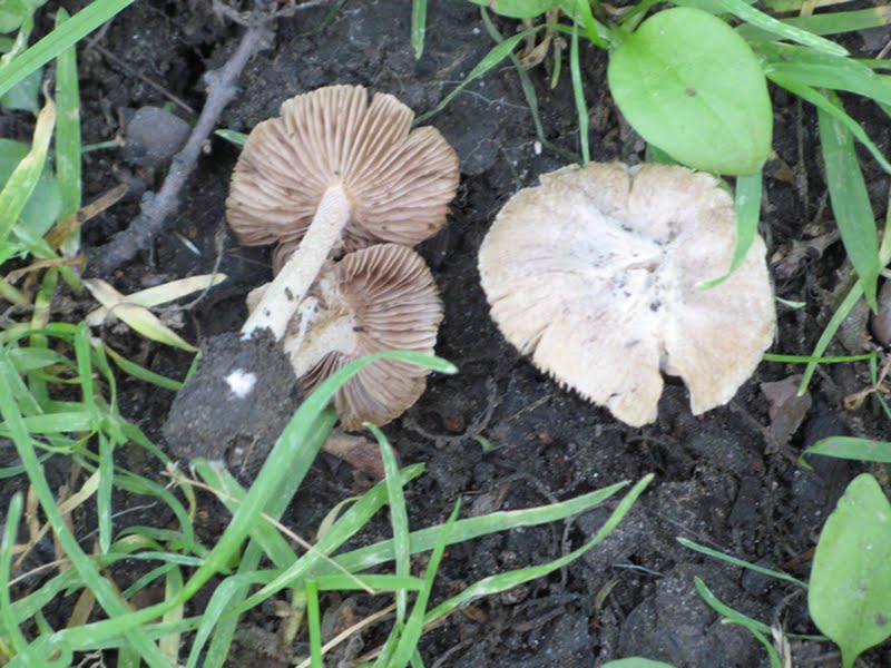 common Volvariella (Volvariella bombycina) [1 of 2]