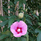 Mugunghwa Flower