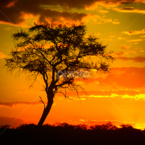 Africa by Milou Krietemeijer-Dirks - Landscapes Prairies, Meadows & Fields