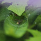 funnelweb spider