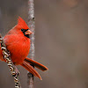 Cardinal - male