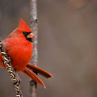 Cardinal - male