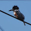 Belted Kingfisher