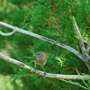 House Wren